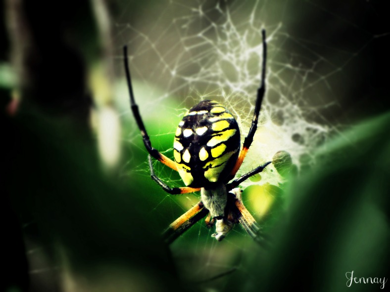 spider01a