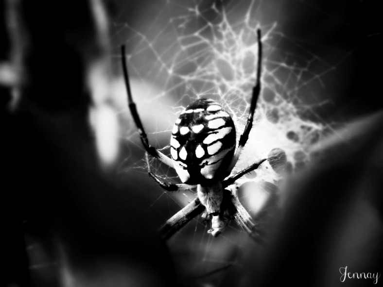 spider01b